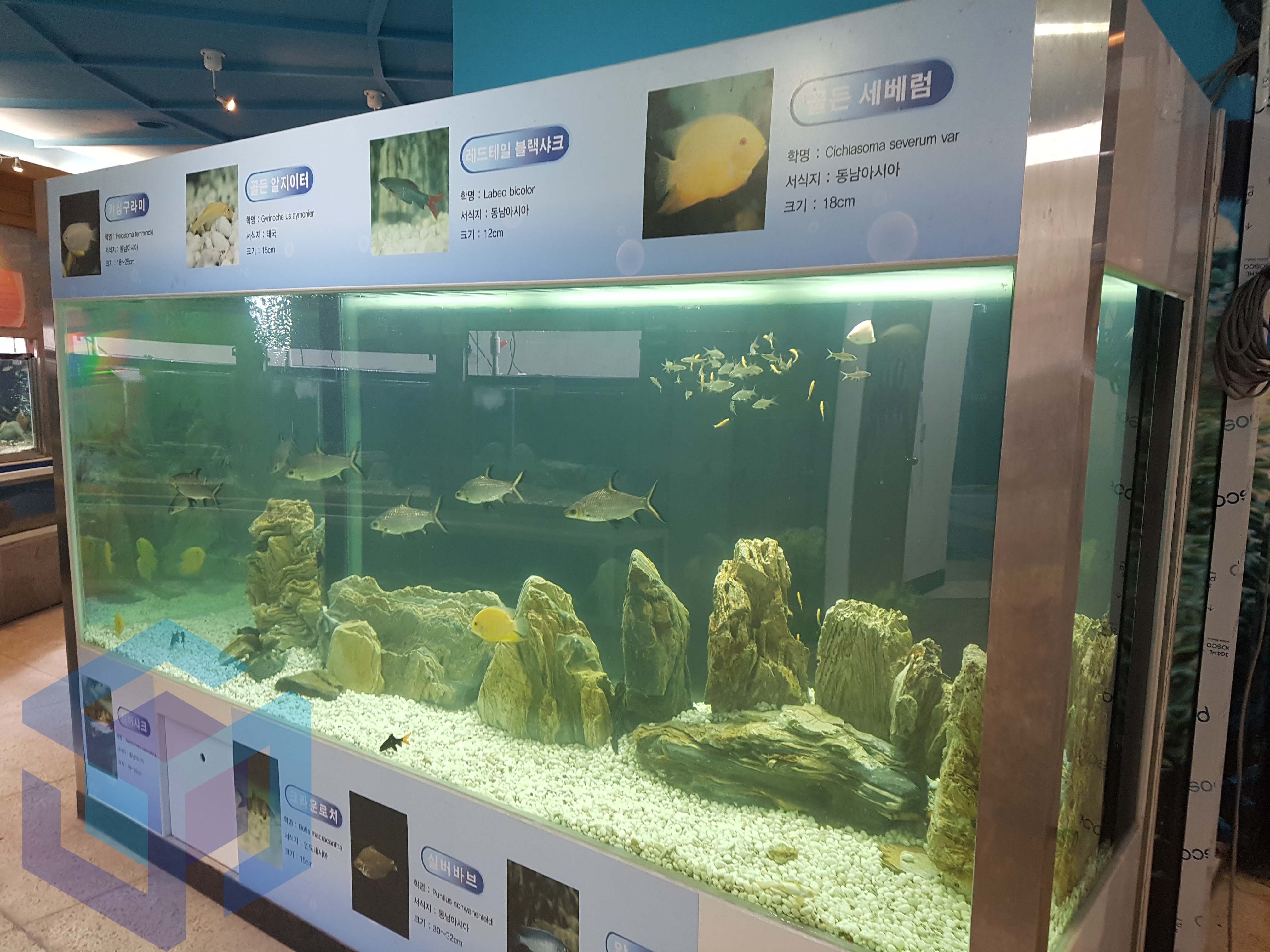 경북과학교육원 관상어수조.jpg